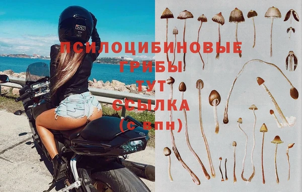 прущие грибы Вяземский